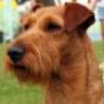 IrishTerrier