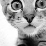 SuperDooperCat