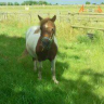 Lincsgal