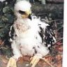 Falconry School