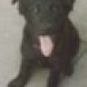 crazy dog