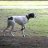 topdog