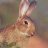 rabbitwacker