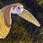 Barn Owl