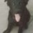 crazy dog