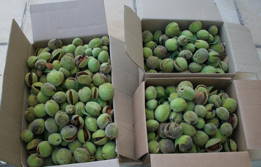 almondcrop.jpg