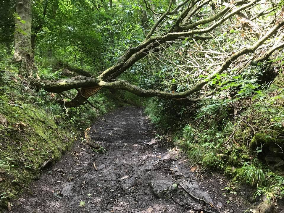CloughLaneTree.jpg