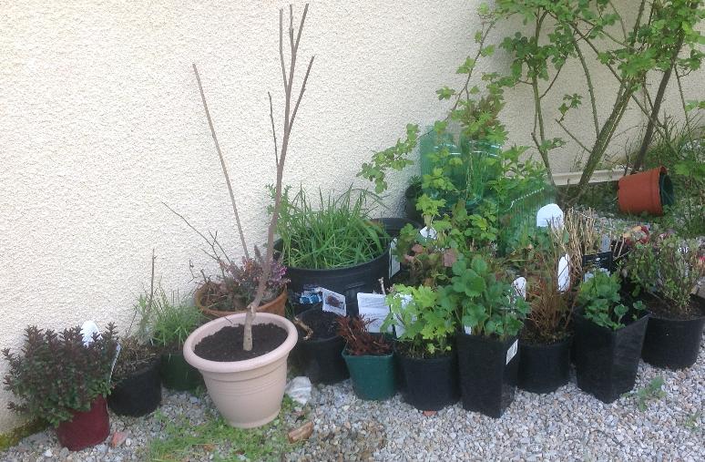 plants.jpg
