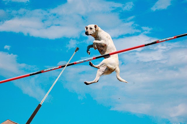 polevault.jpg