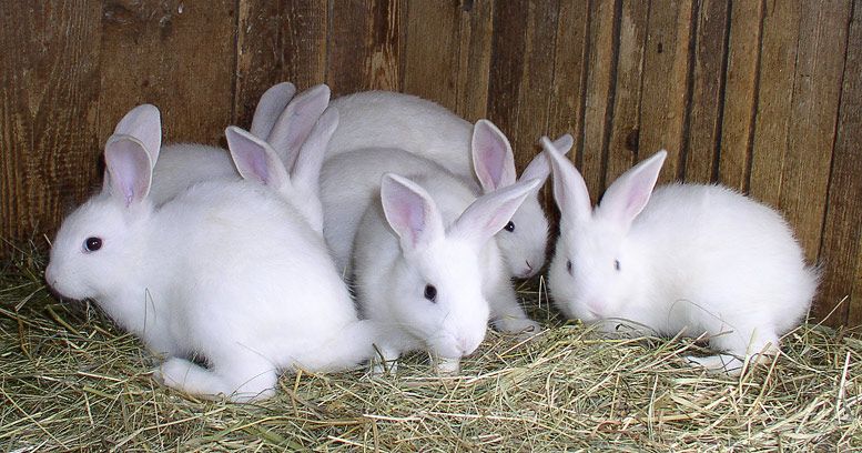 white_rabbits.jpg