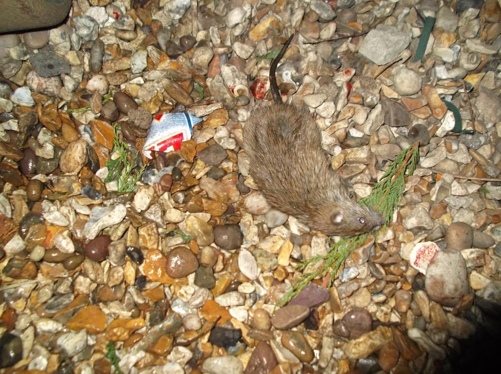 rat006.jpg