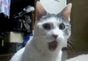 shocked-cat-gif-mouth-open.gif