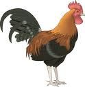 cock.jpg