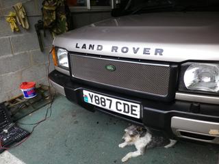 dogs_lanrover_091.jpg