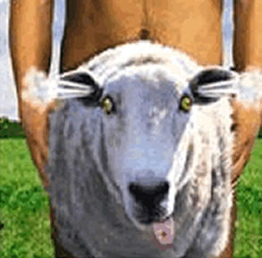sheep_shagger1.jpg