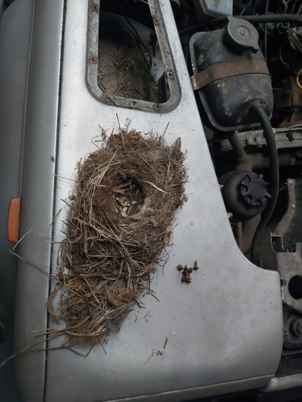 nest2.jpg