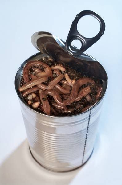 can_of_worms.jpg