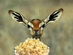 source.gif