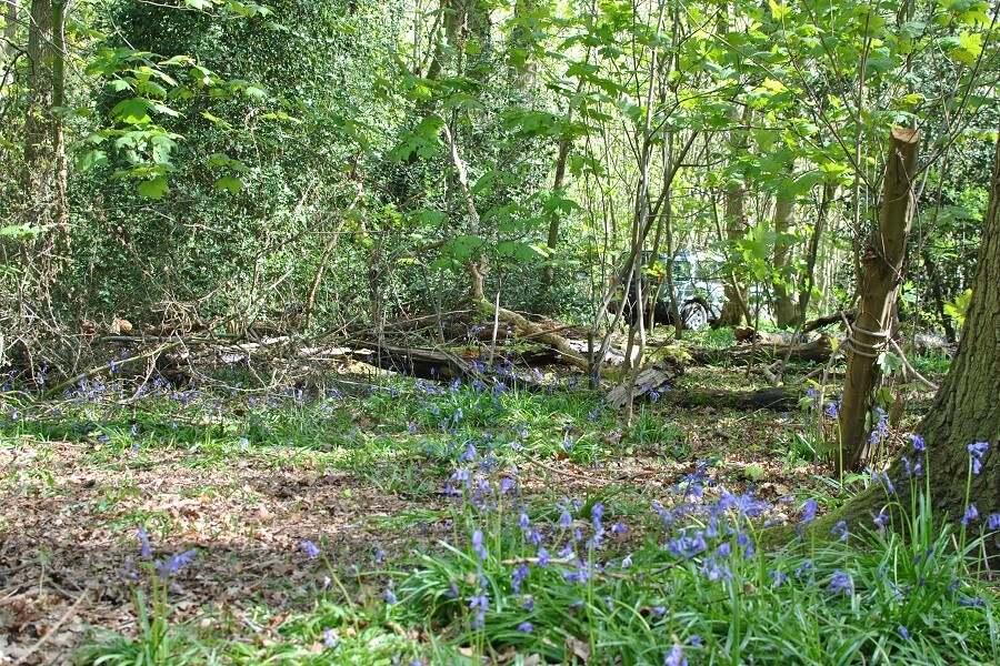buckinghamshire-woodland-bluebells.jpg