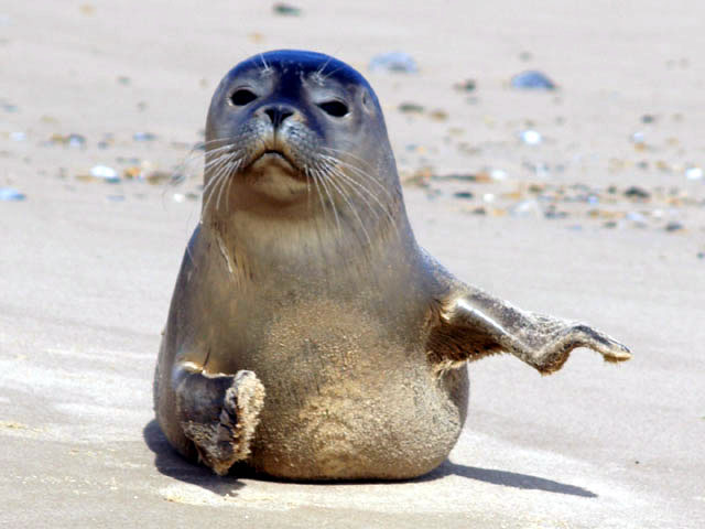 seals055.jpg