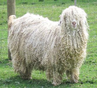 goat-with-dreadlocks.jpg