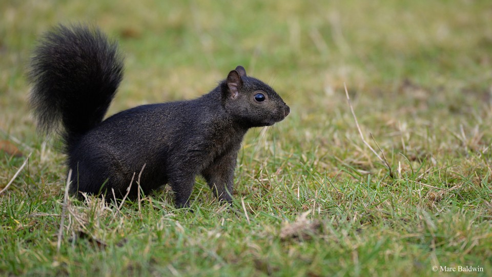 melanistic_grey_squirrel.jpg
