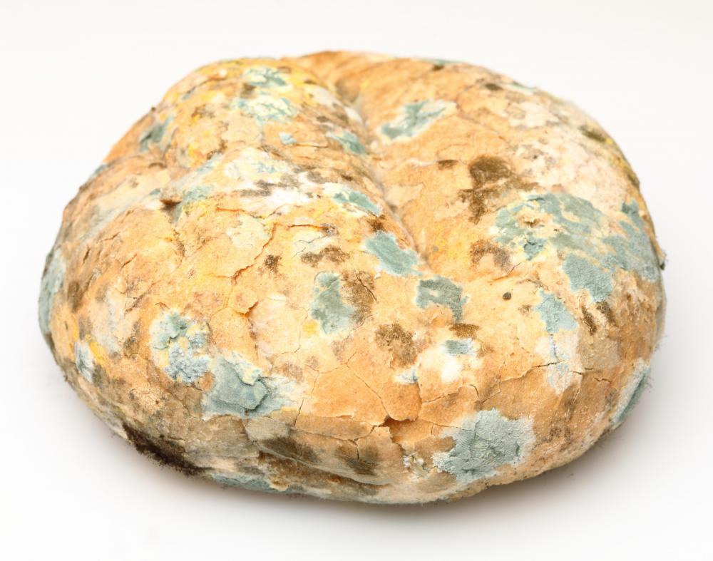 loaf-of-moldy-bread.jpg