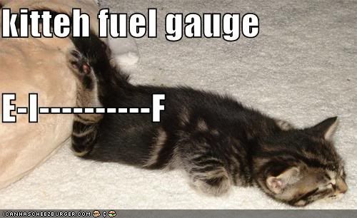 funny-pictures-kitten-is-almost-out-of-fuel.jpg
