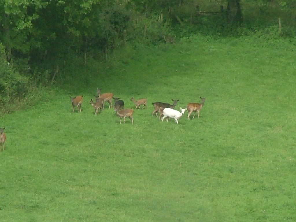Dorset075.jpg