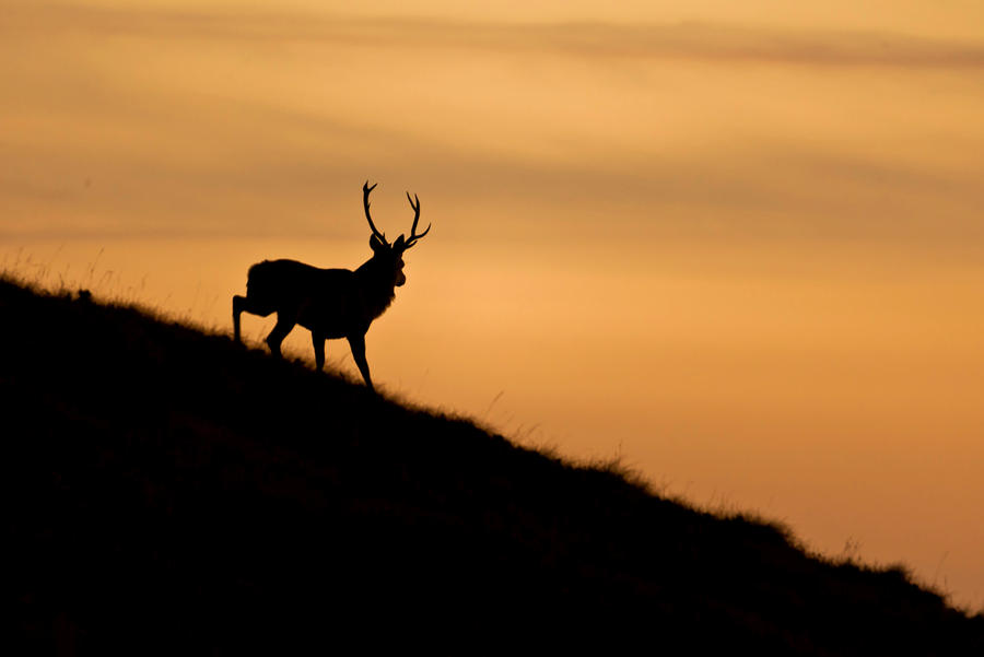 torgarve_stag_by_energy_of_light-d5i3hva.jpg