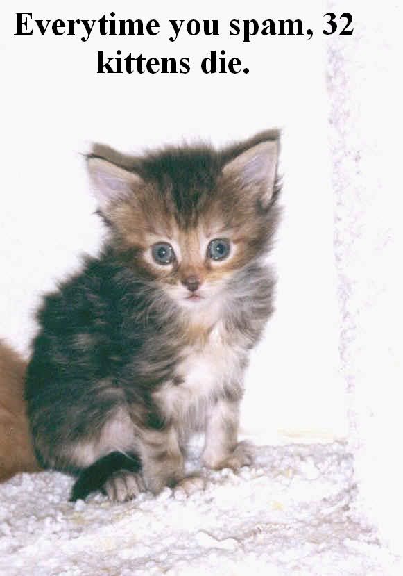 spamkitten.jpg