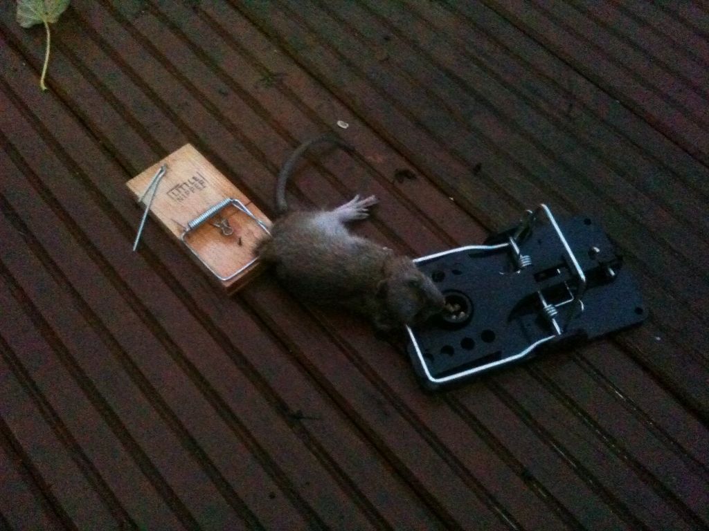 Mouse.jpg