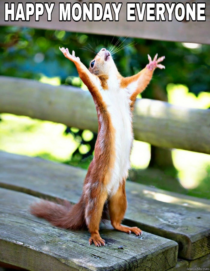 Happy-monday-everyone-squirrel-meme-6637.png