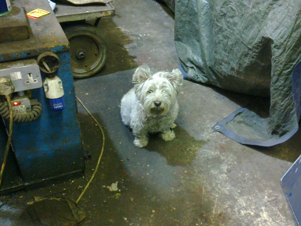 whiteworkshopdog.jpg