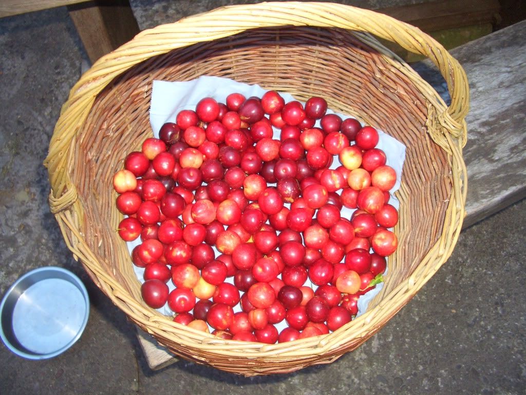 wildcherryplumsaug10.jpg