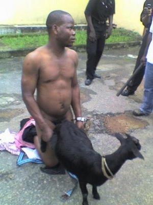 nigerian-man-caught-having-sex-with-a-goat.jpg