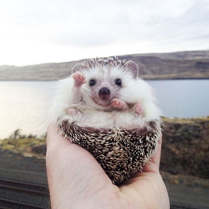 cute-hedgehog-photos-1-58930c7dcaa05__700.jpg