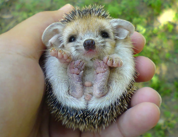 cute-hedgehog-photos-7-58930c8af24f3__700.jpg