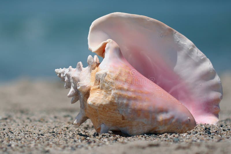 conch-shell-beach-5275787.jpg