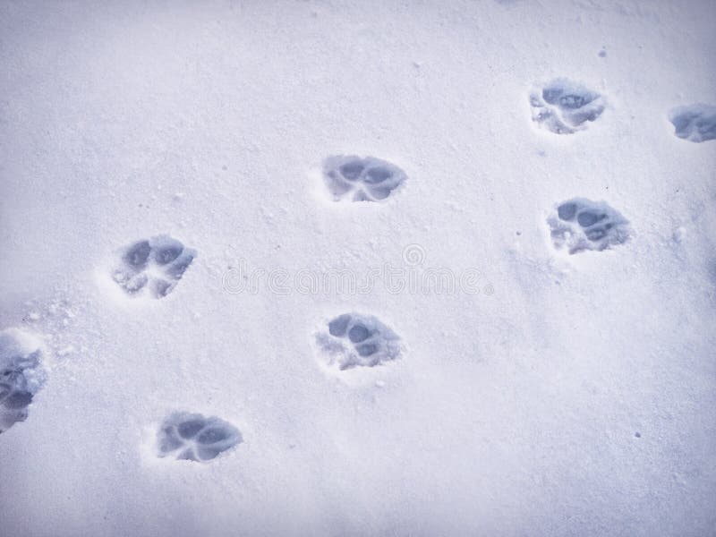 paw-prints-snow-winter-background-46911025.jpg