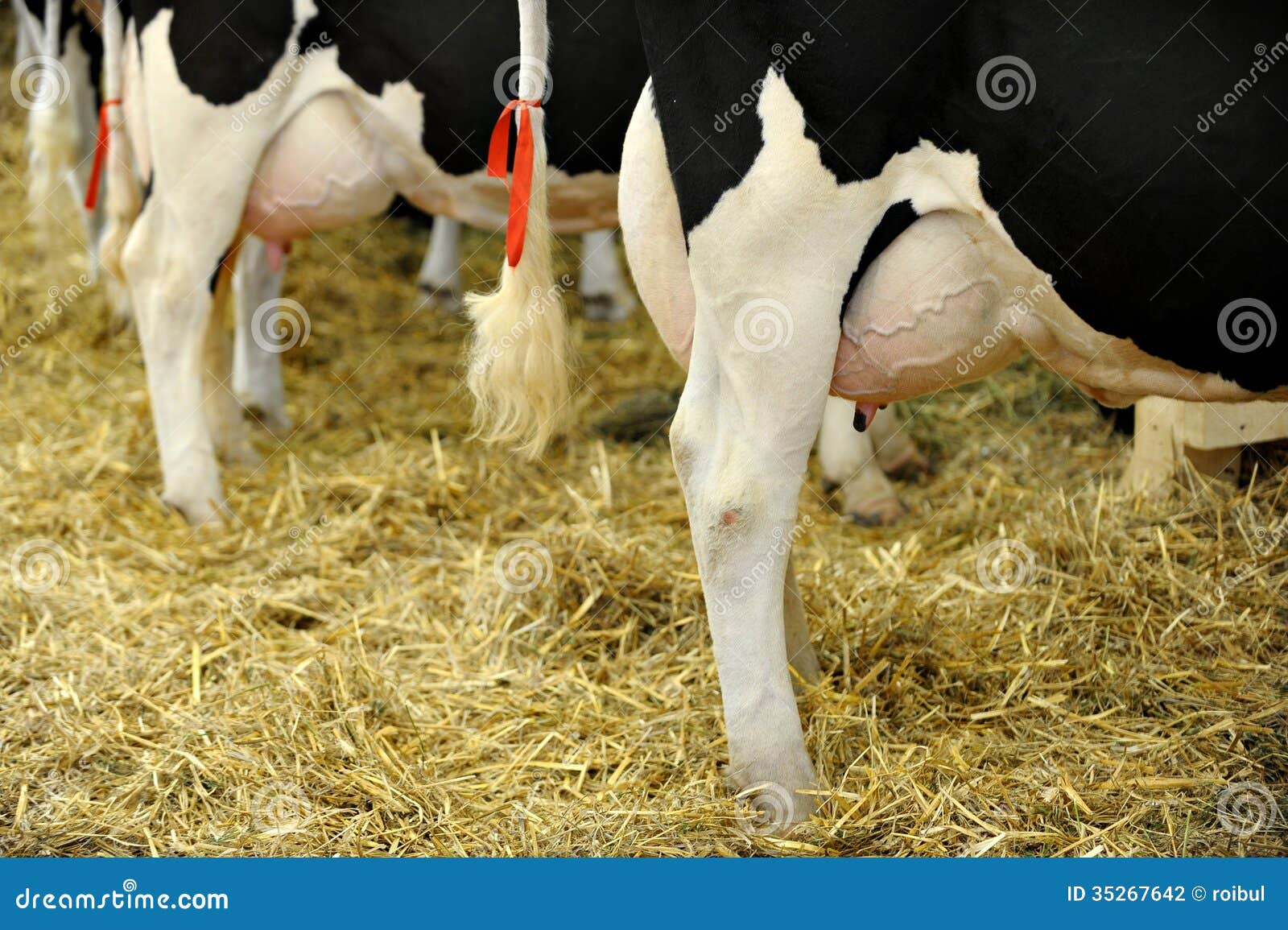 holstein-dairy-cow-udder-detail-full-35267642.jpg
